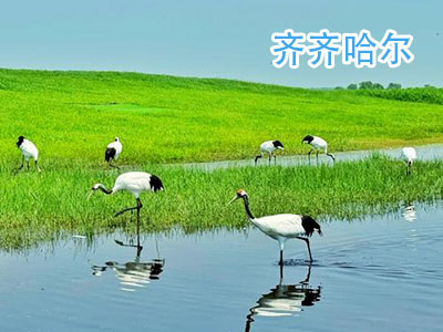 齐齐哈尔旅游 齐齐哈尔旅游